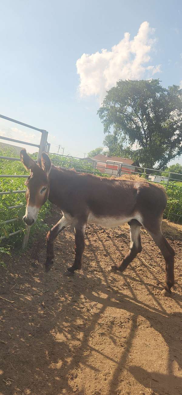 donkey-stallion