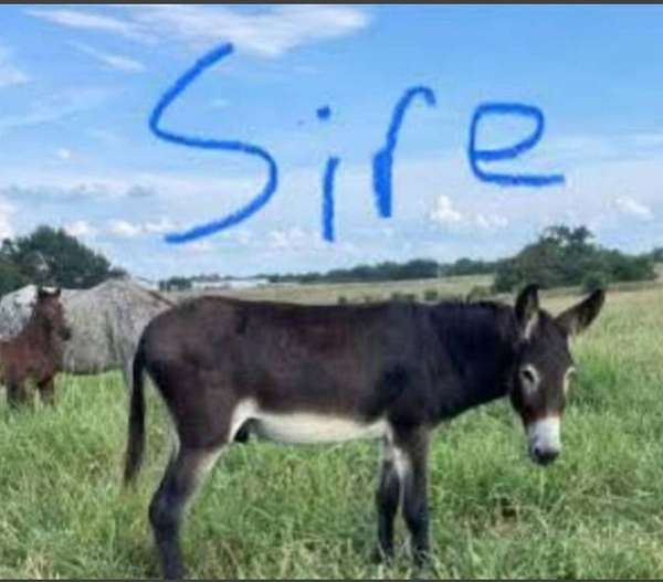 donkey
