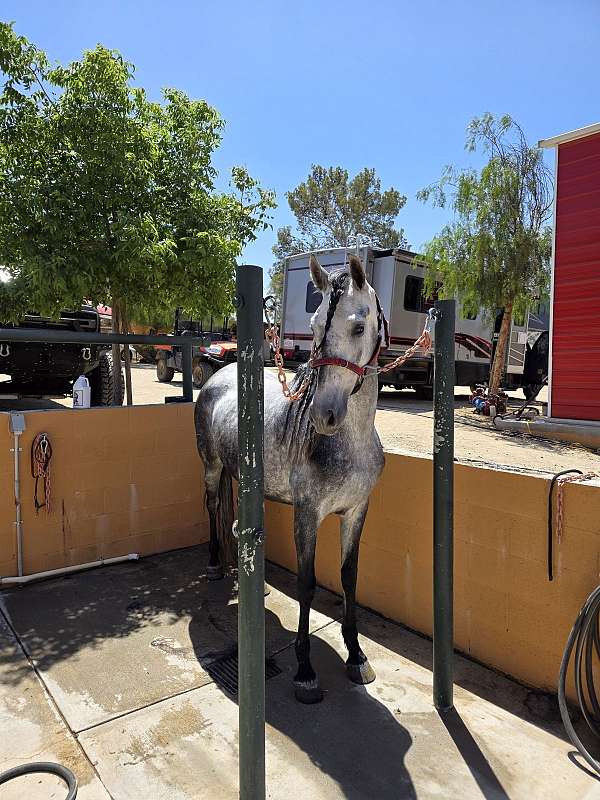 grey-torda-horse