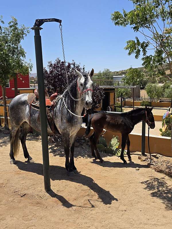 obelisco-mac-andalusian-horse
