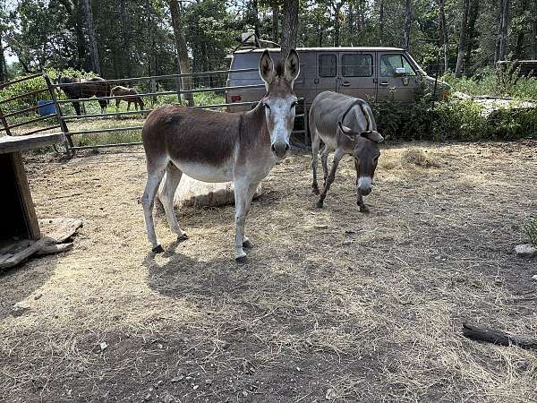 white-muzzle-belly-legs-donkey