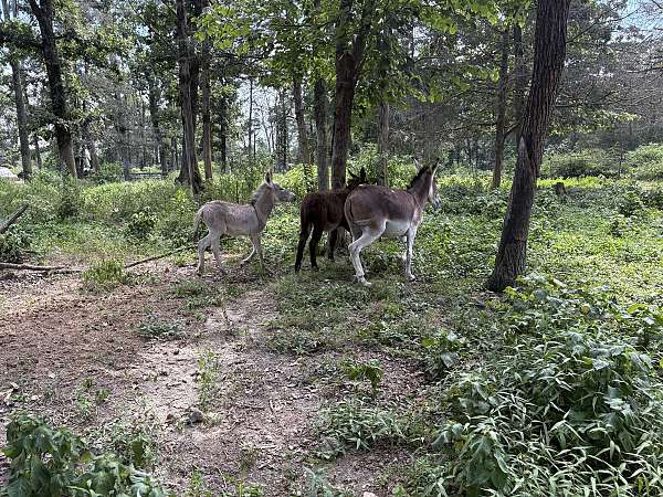 grulla-white-muzzle-belly-legs-donkey