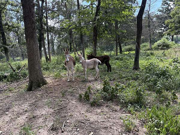 grulla-donkey-filly