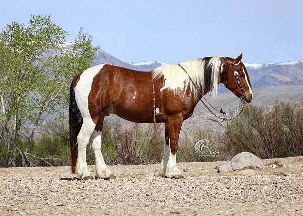 all-around-draft-horse