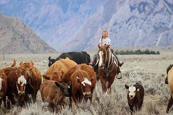 draft-horse