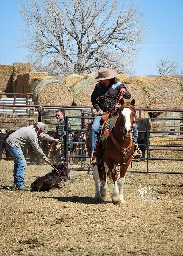 experienced-draft-horse