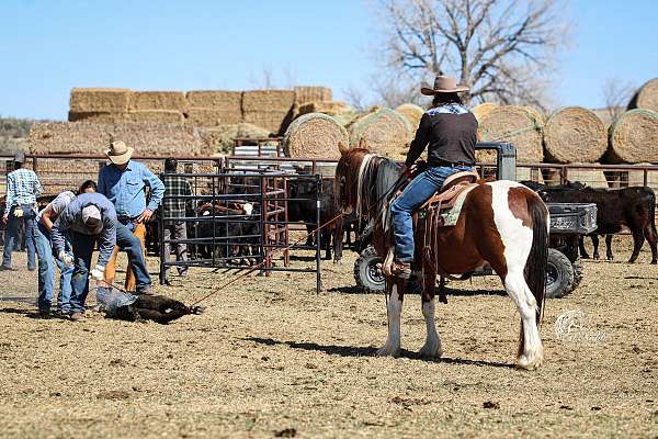 flashy-draft-horse