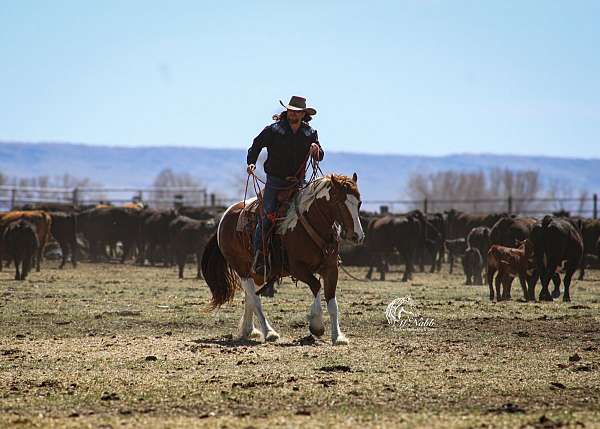 trail-draft-horse