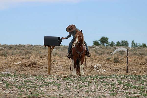 trained-draft-horse