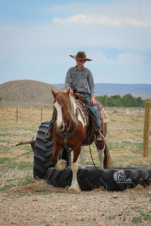 western-riding-draft-horse