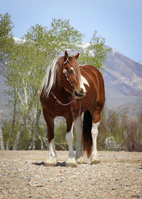 youth-draft-horse