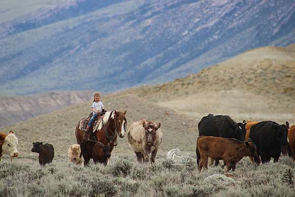 tobiano-draft-gelding
