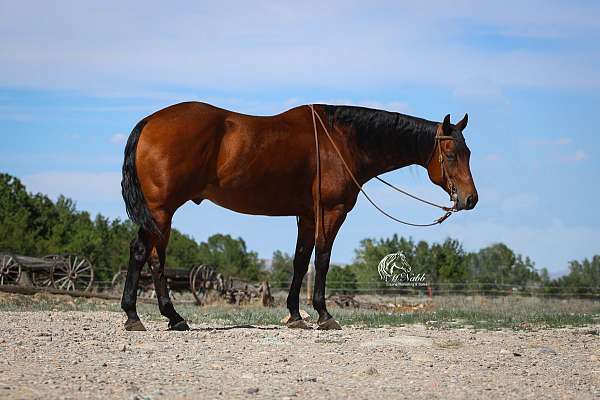 all-around-quarter-horse