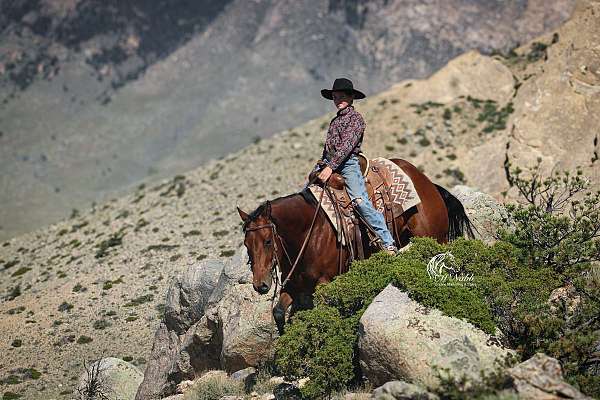 athletic-quarter-horse