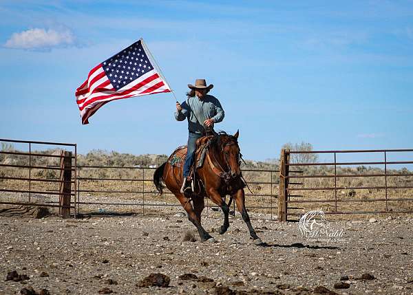 beginner-quarter-horse
