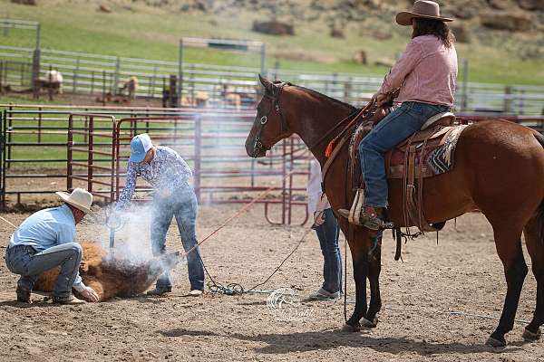 experienced-quarter-horse