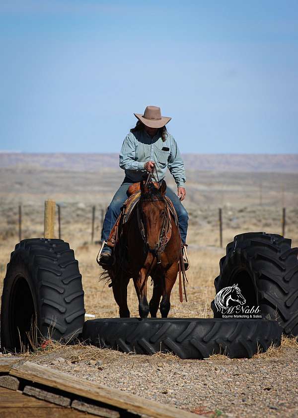 kid-safe-quarter-horse