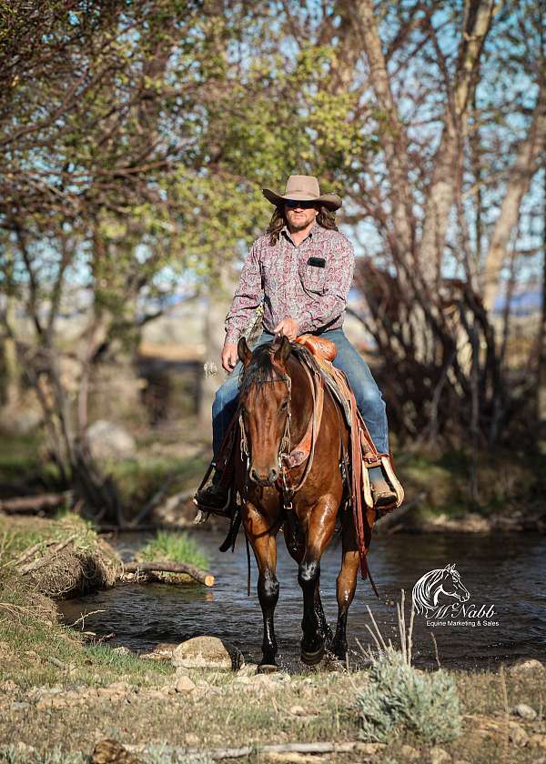 ranch-quarter-horse