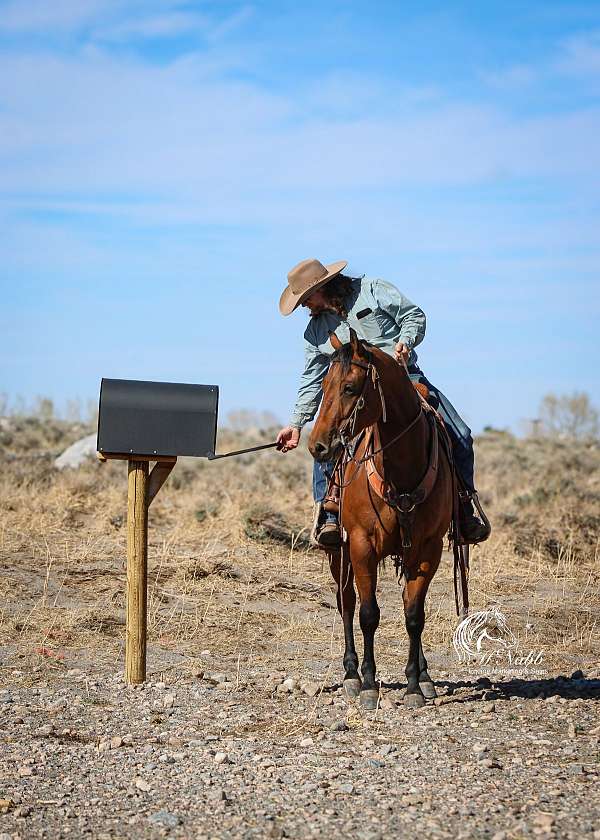 ranch-work-quarter-horse