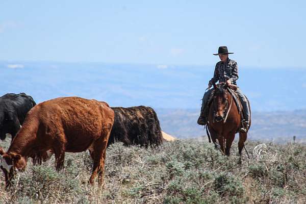 reining-quarter-horse