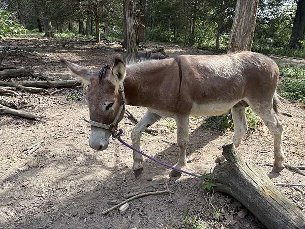 white-muzzle-belly-dorsal-stripe-horse