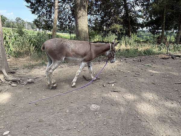 grulla-white-muzzle-belly-dorsal-stripe-horse