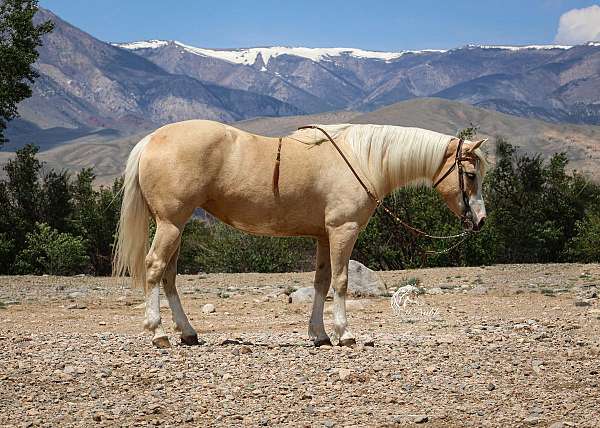 all-around-quarter-horse