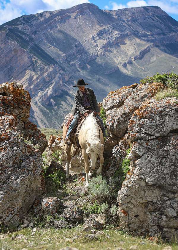 athletic-quarter-horse