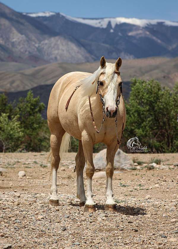 finished-quarter-horse