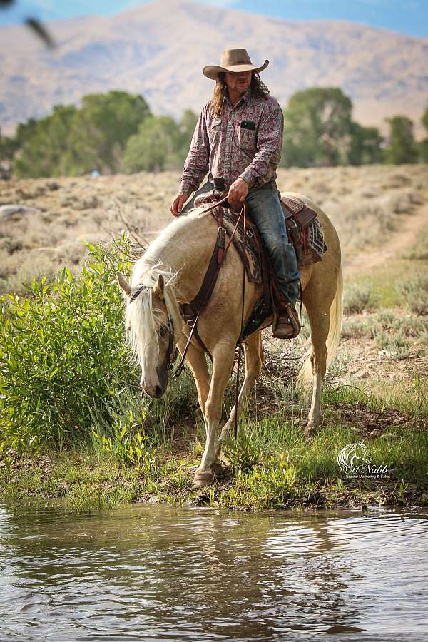 flashy-quarter-horse