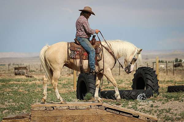 husband-safe-quarter-horse