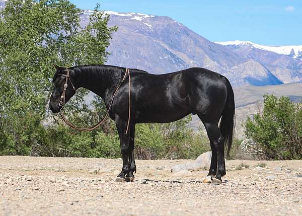 all-around-quarter-horse