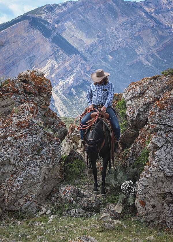 beginner-quarter-horse