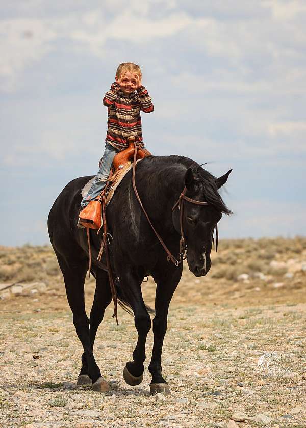 husband-safe-quarter-horse