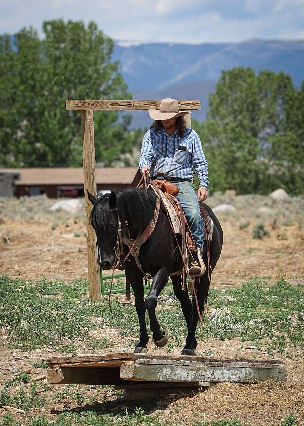 ranch-work-quarter-horse