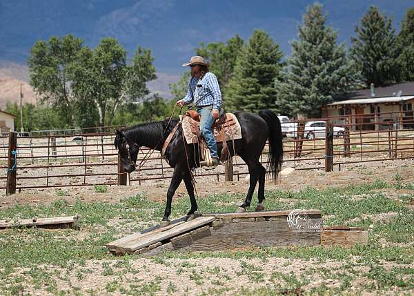 ridden-western-quarter-horse