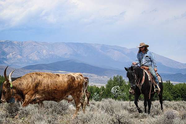 rodeo-quarter-horse
