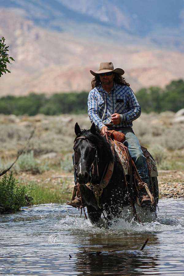 trail-quarter-horse