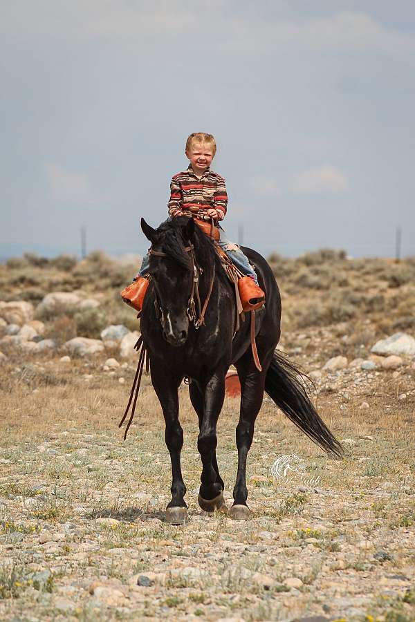 trail-riding-quarter-horse