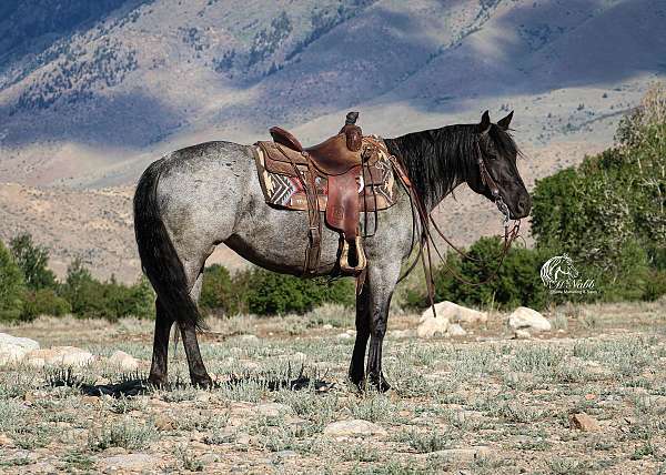 all-around-quarter-horse