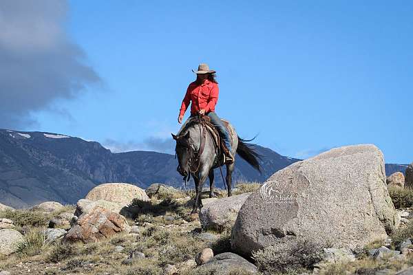 experienced-quarter-horse