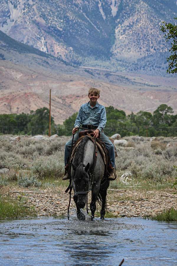 flashy-quarter-horse
