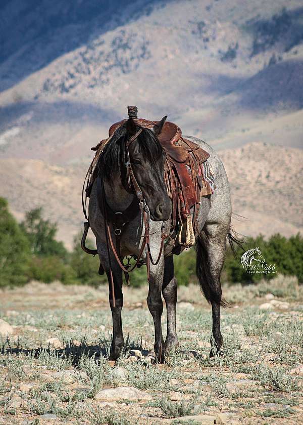 husband-safe-quarter-horse