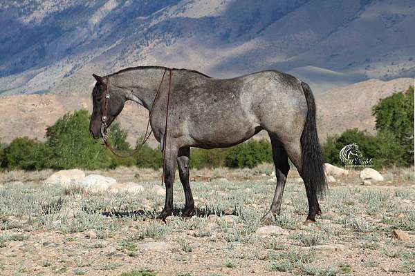 kid-safe-quarter-horse