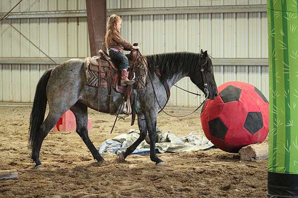 heel-quarter-horse
