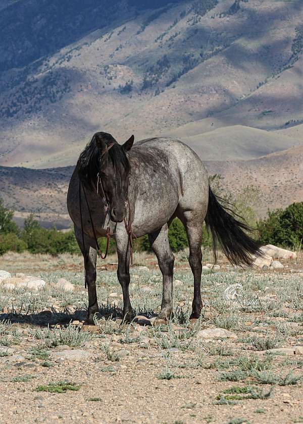 ranch-quarter-horse