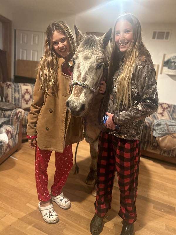 appaloosa-gelding