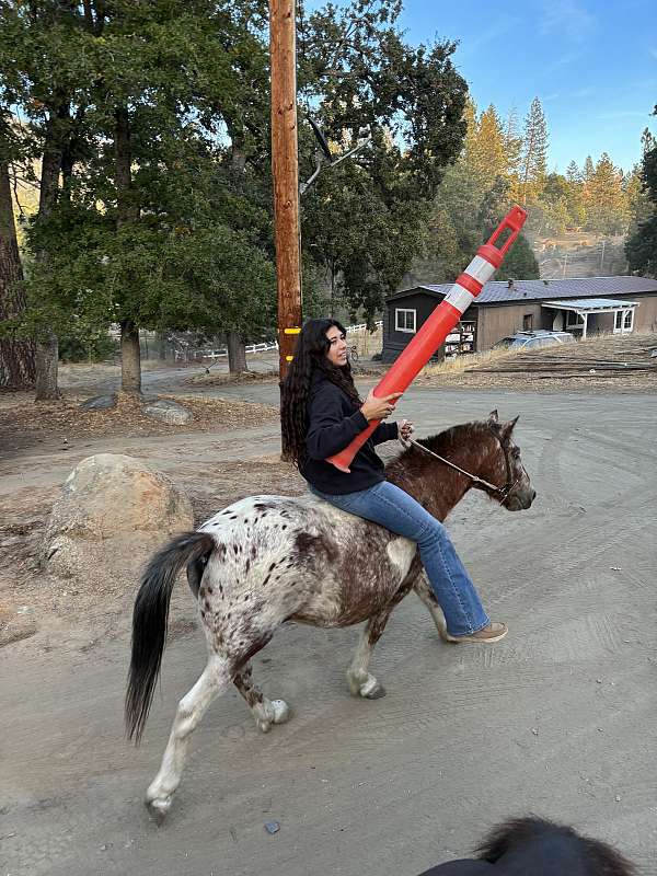 appaloosa-pony-for-sale