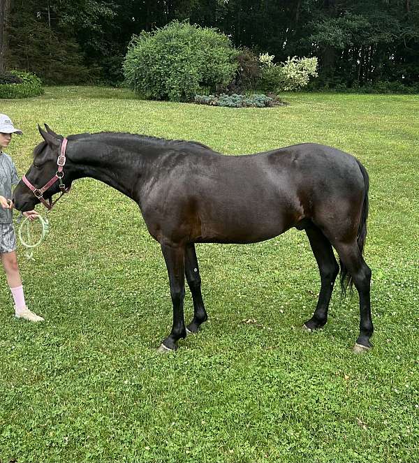 black-crossbred-pony