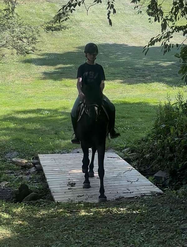 all-around-crossbred-pony